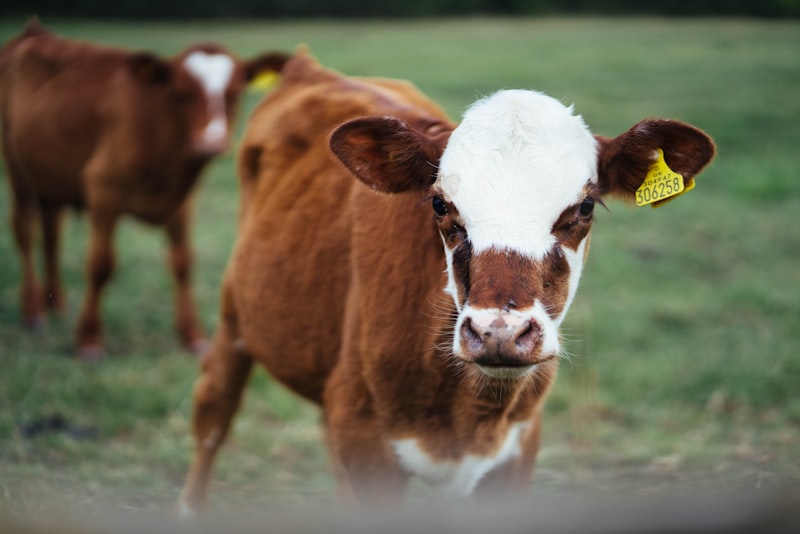 A dairy cow in a pasture