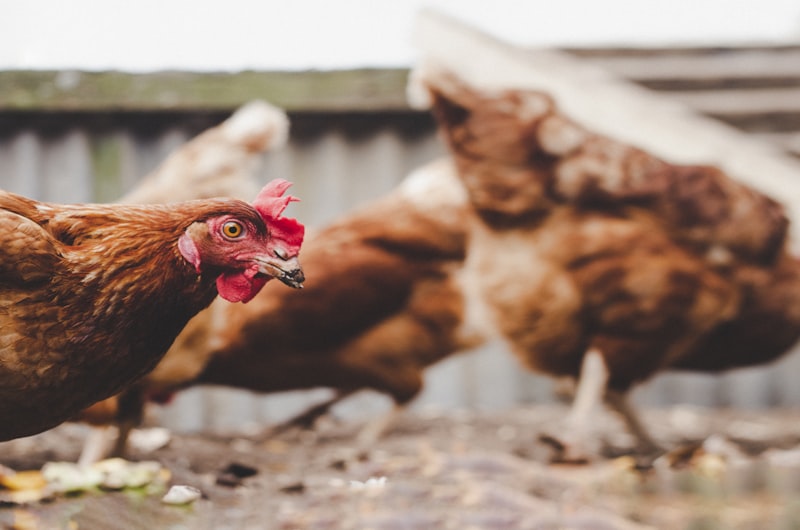Free-range hens on a farm
