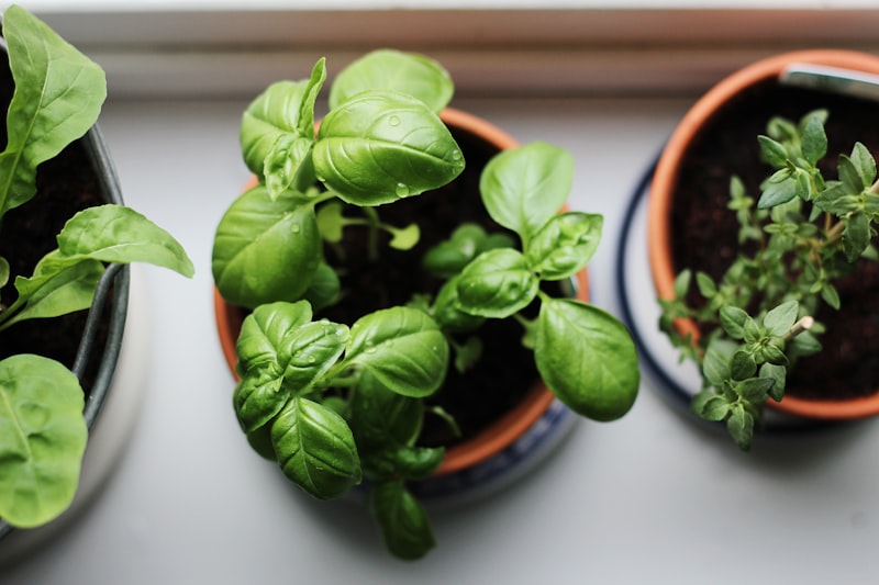 Potted fresh herbs